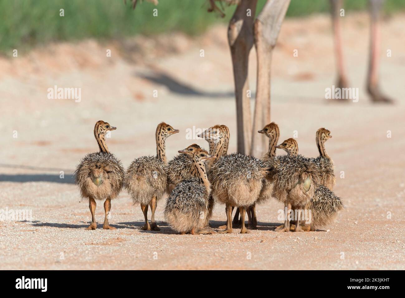 Straußenküken (Struthio camelus), Kgalagadi Transfrontier Park, Südafrika, Januar 2022 Stockfoto