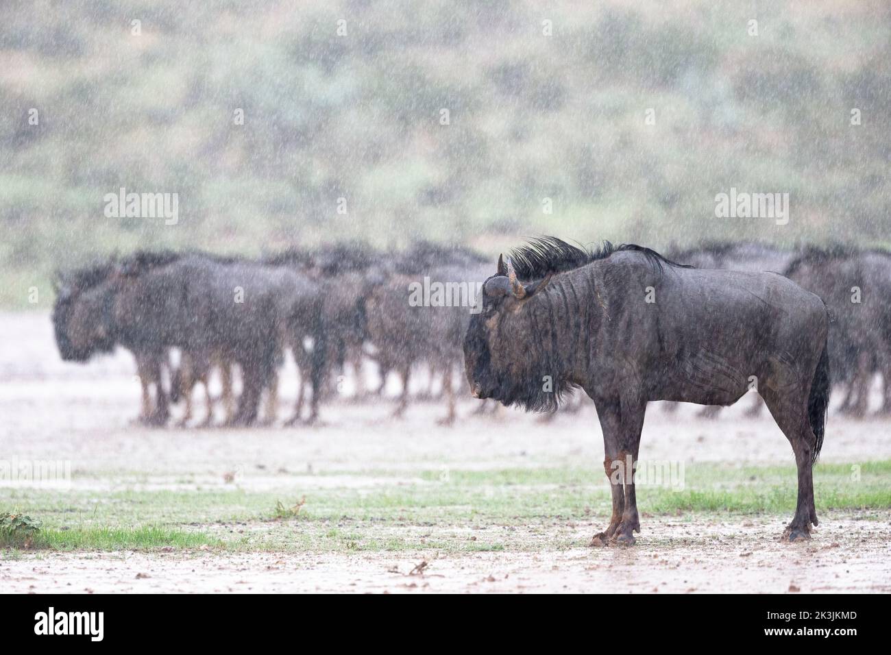 Wildebeest Herde im Regen (Connochaetes taurinus), Kgalagadi Transfrontier Park, Südafrika, Februar 2022 Stockfoto