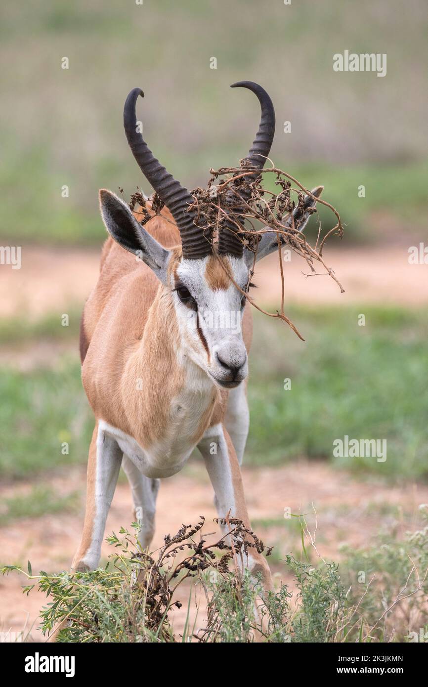 Springbok (Antidorcas marsupialis) mit an Hörnern gefangener Vegetation, Kgalagadi transfrontioer Park, Südafrika, Stockfoto