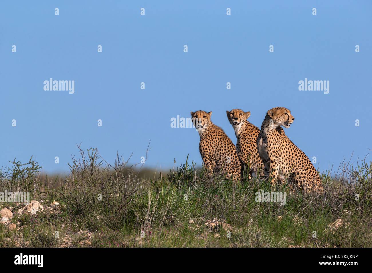 Cheetah (Acinonyx jubatus) Mutter mit jungem Kind, Kgalagadi Transfrontier Park, Nordkap, Südafrika, Februar 2022 Stockfoto