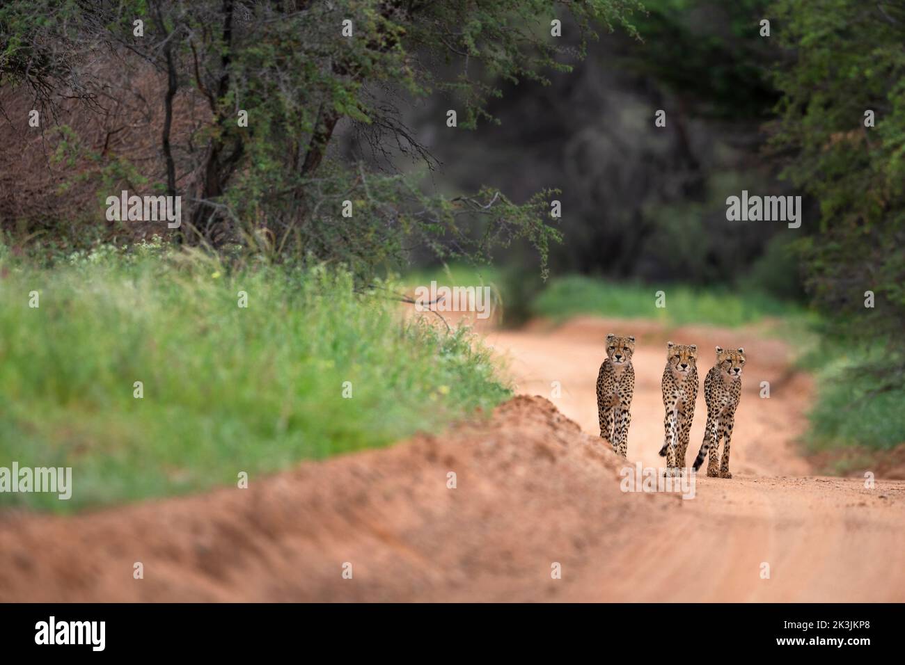 Junge Gepard (Acinonyx jubatus), Kgalagadi Transfrontier Park, Nordkap, Südafrika, Februar 2022 Stockfoto