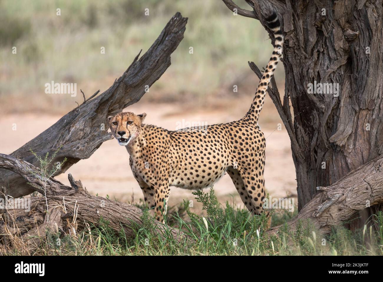 Cheetah (Acinonyx jubatus), männlicher Duft, Kgalagadi Transfrontier Park, Nordkap, Südafrika, Februar 2022 Stockfoto