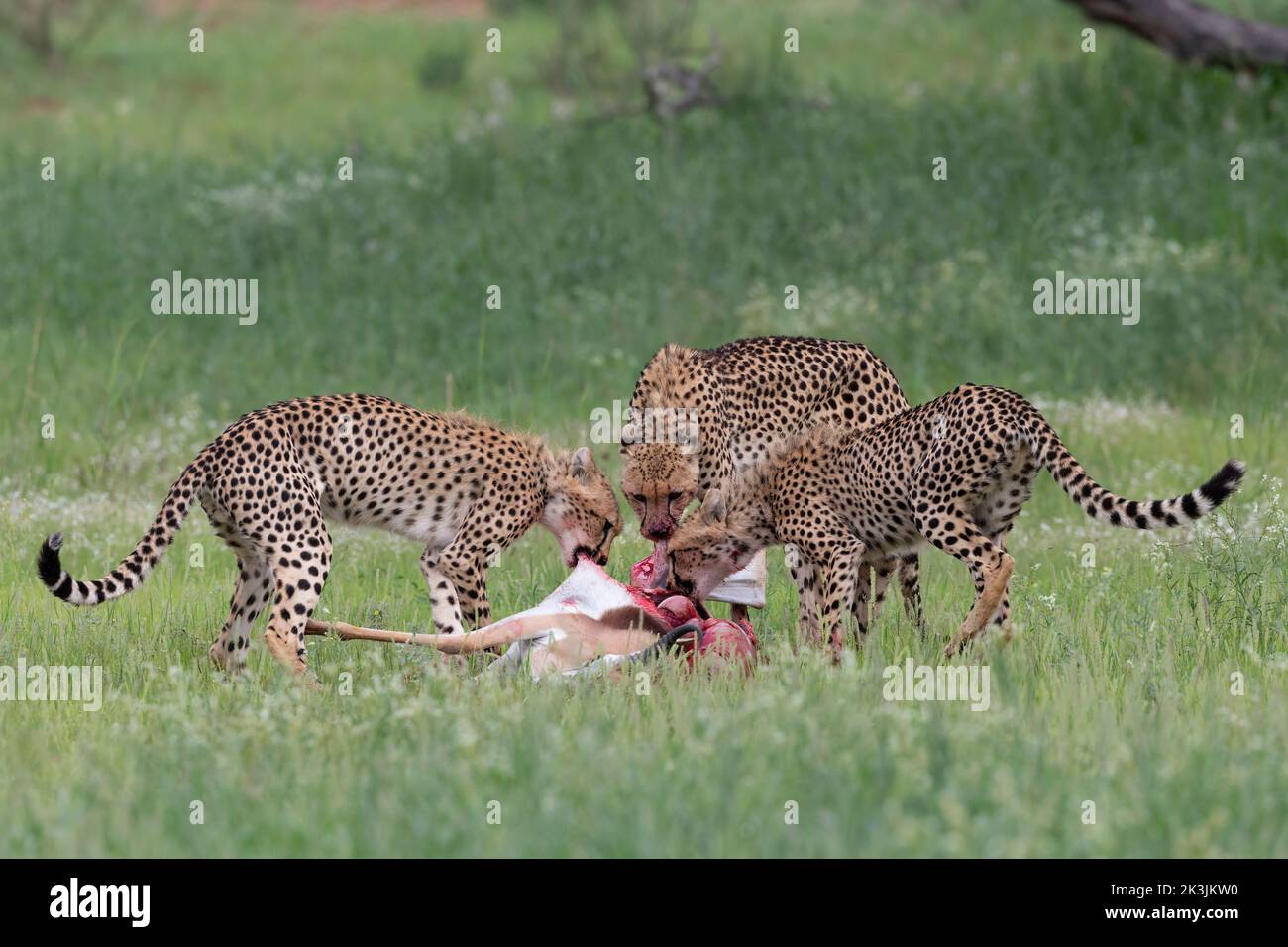 Geparden (Acinonyx jubatus), die sich an Springbok-Tötung ernähren, Kgalagadi Transfrontier Park, Nordkap, Südafrika, Februar 2022 Stockfoto
