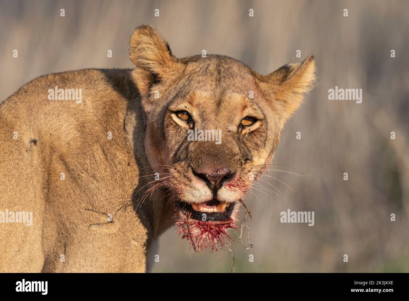 Löwin (Panthera leo) mit blutiger Schnauze, Kgalagadi Transfrontier Park, Nordkap, Südafrika Stockfoto