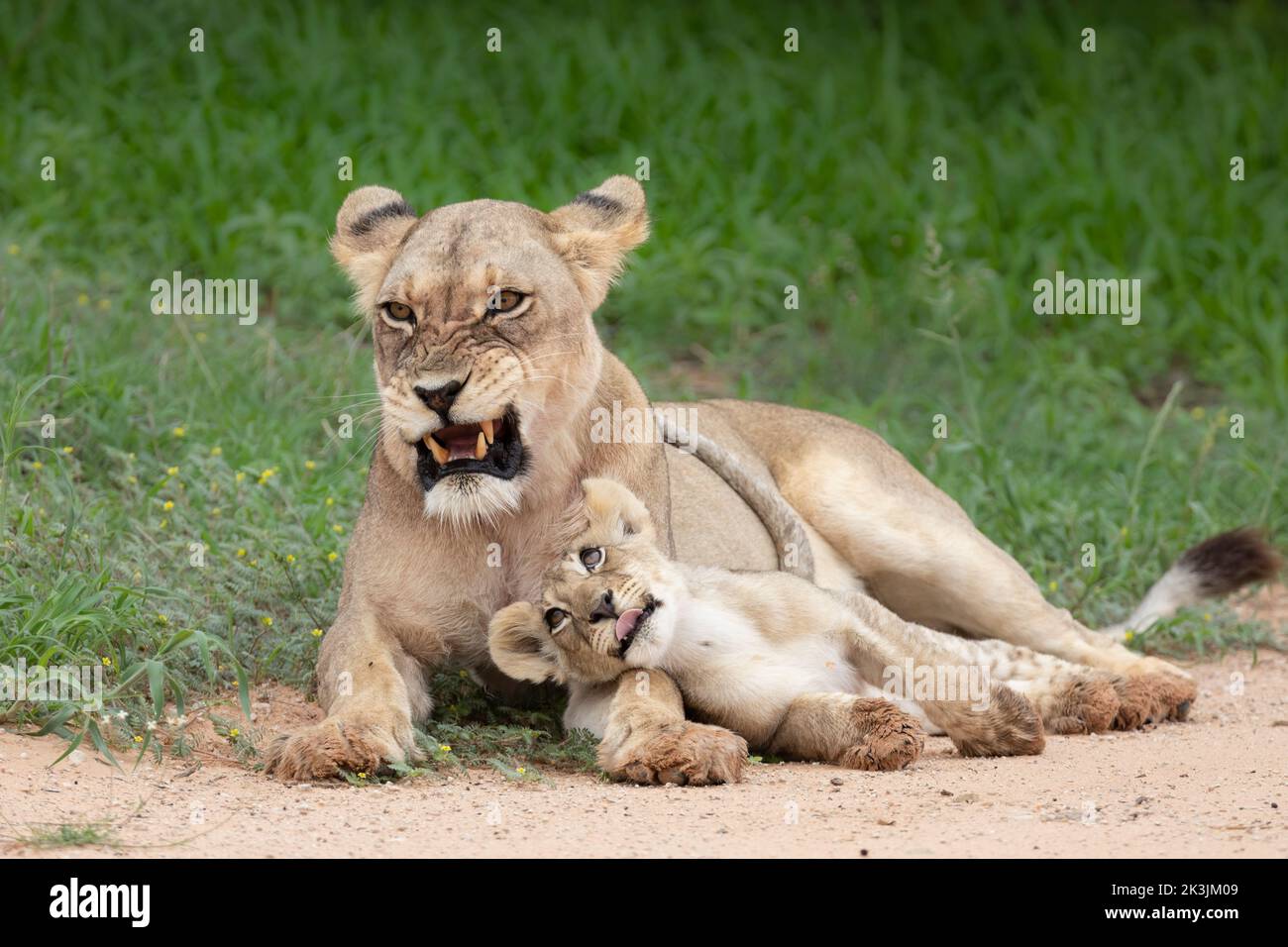 Löwin (Panthera leo) mit Jungtier, Kgalagadi Transfrontier Park, Nordkap, Südafrika Stockfoto