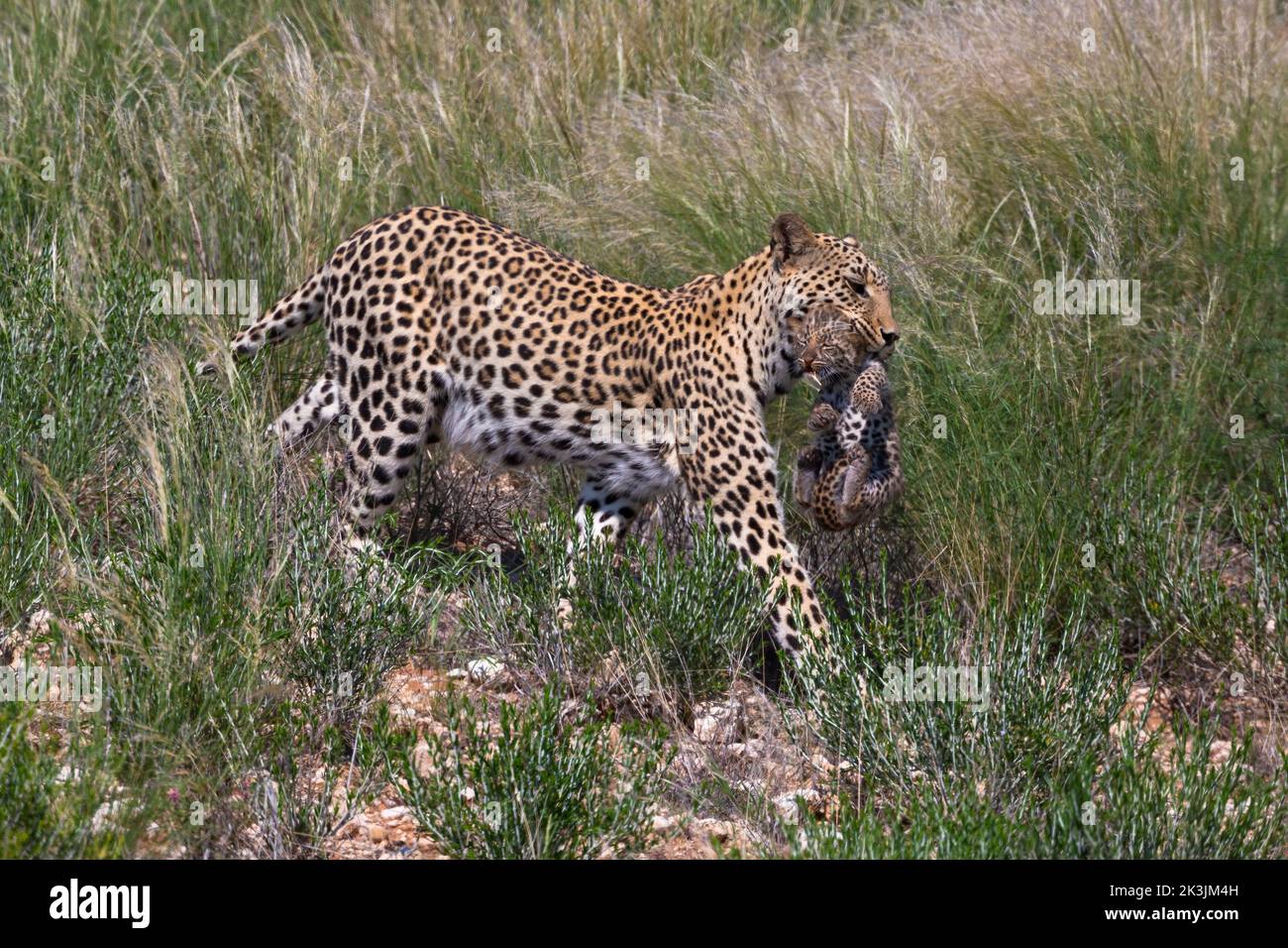 Leopardenweibchen (Panthera pardus), das das Junge in die neue Höhle trägt, Kgalagadi Transfrontier Park, Südafrika, Februar 2022 Stockfoto