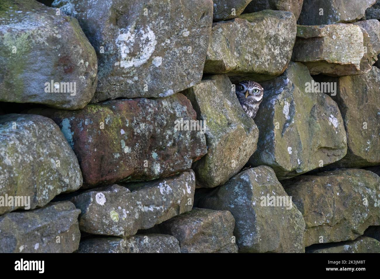 Kleine Eule (Athene noctua), kontrolliert, Cumbria, Großbritannien Stockfoto