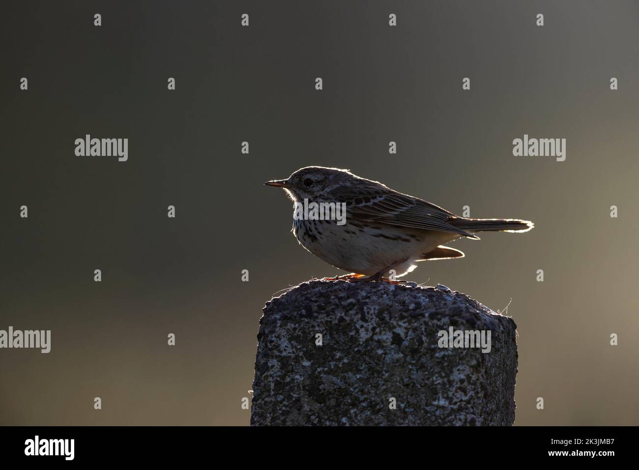Wiesenpipit (Anthus pratensis), Northumberland National Park, Großbritannien Stockfoto