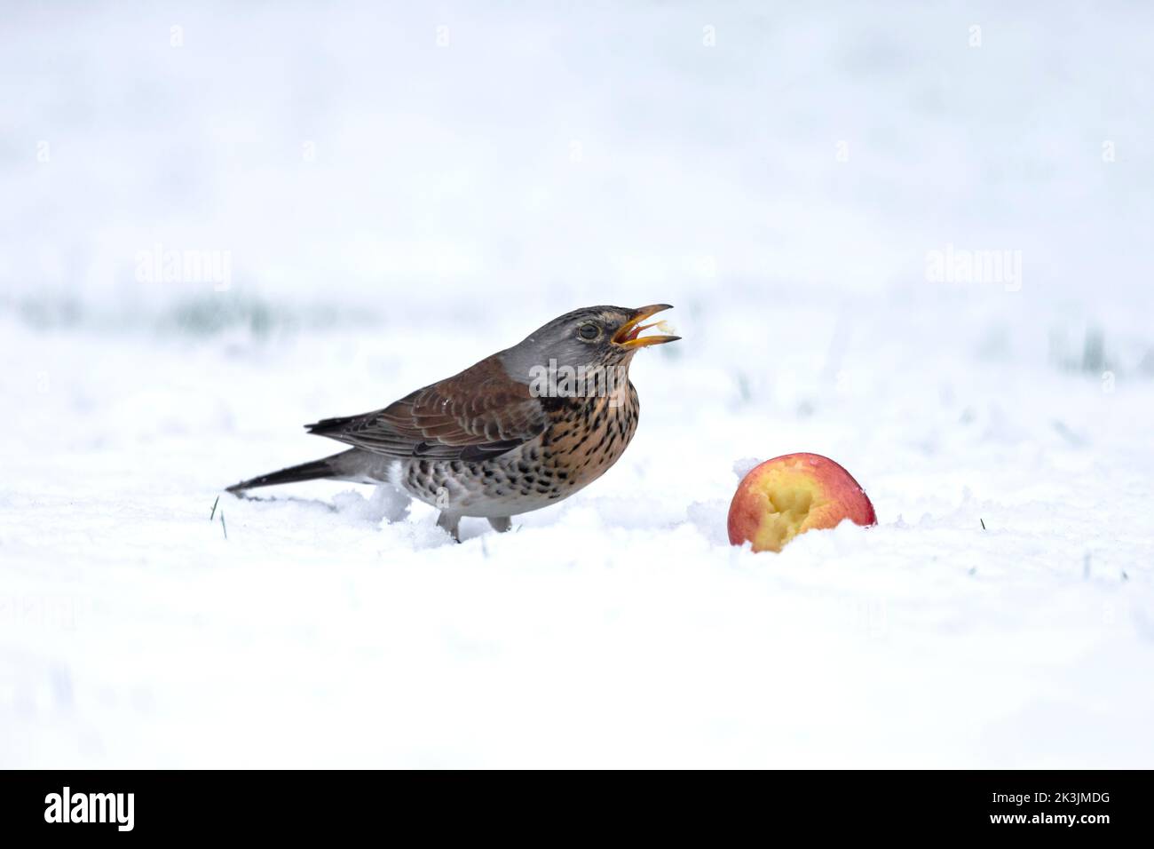 Feldfare (Turdus pilaris) im Schnee, Apfel essen, Northumberland Nationalpark, Großbritannien Stockfoto