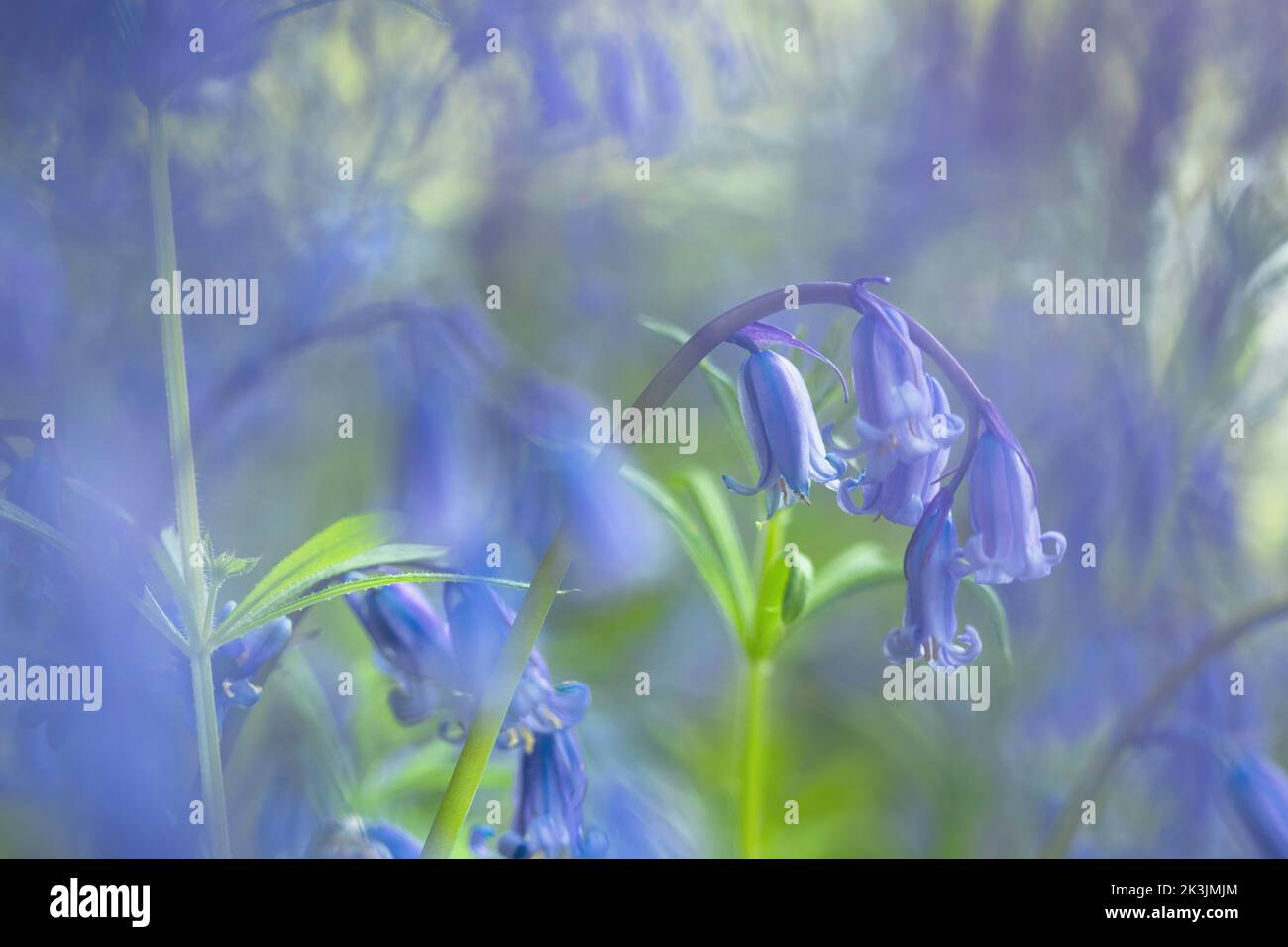 Bluebell Wood (Hyacinthoides non-scripta), Dumfries und Galloway, Schottland, Großbritannien Stockfoto