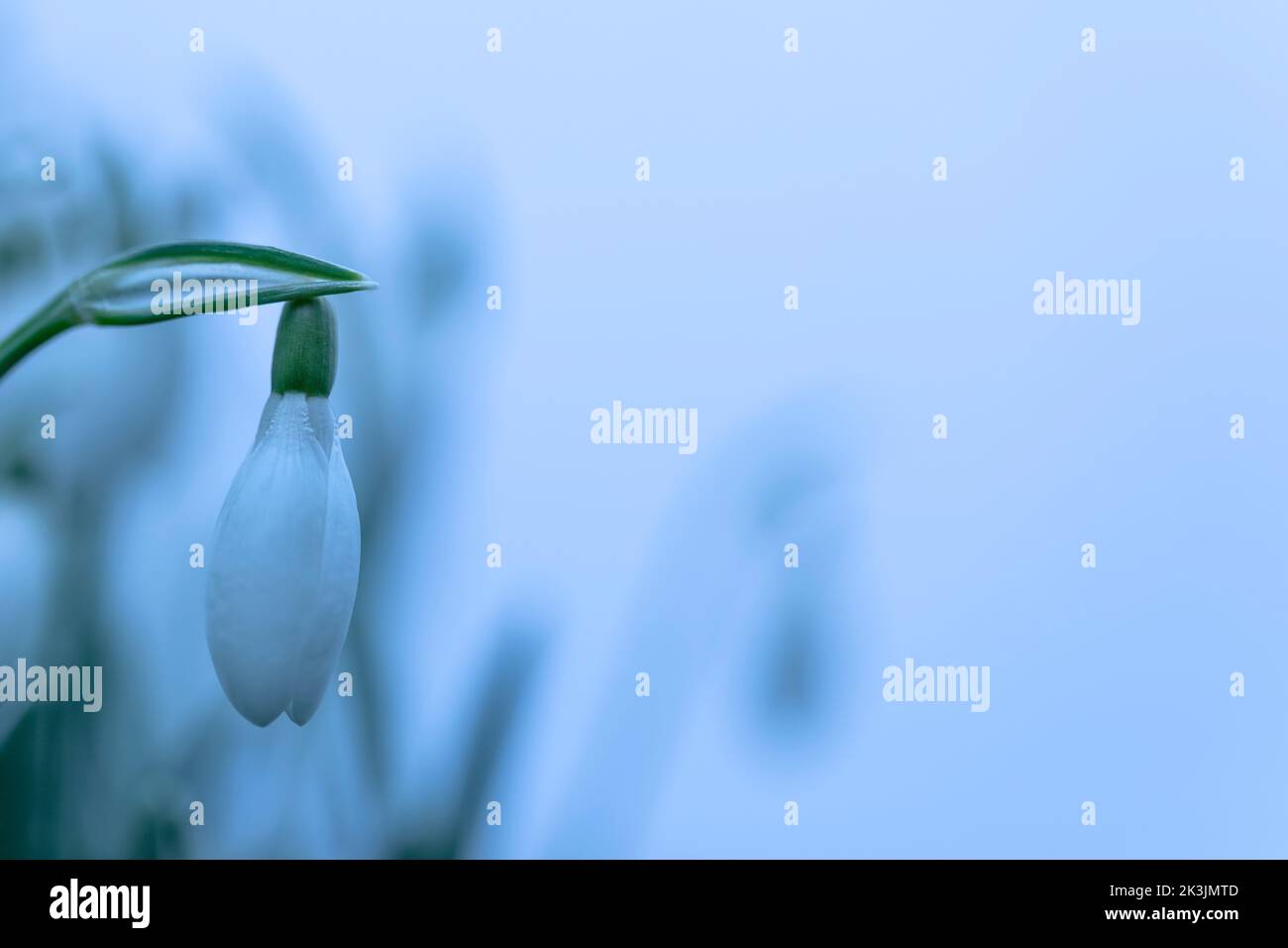 Snowdrop (Galanthus nivalis), Northumberland, Großbritannien Stockfoto