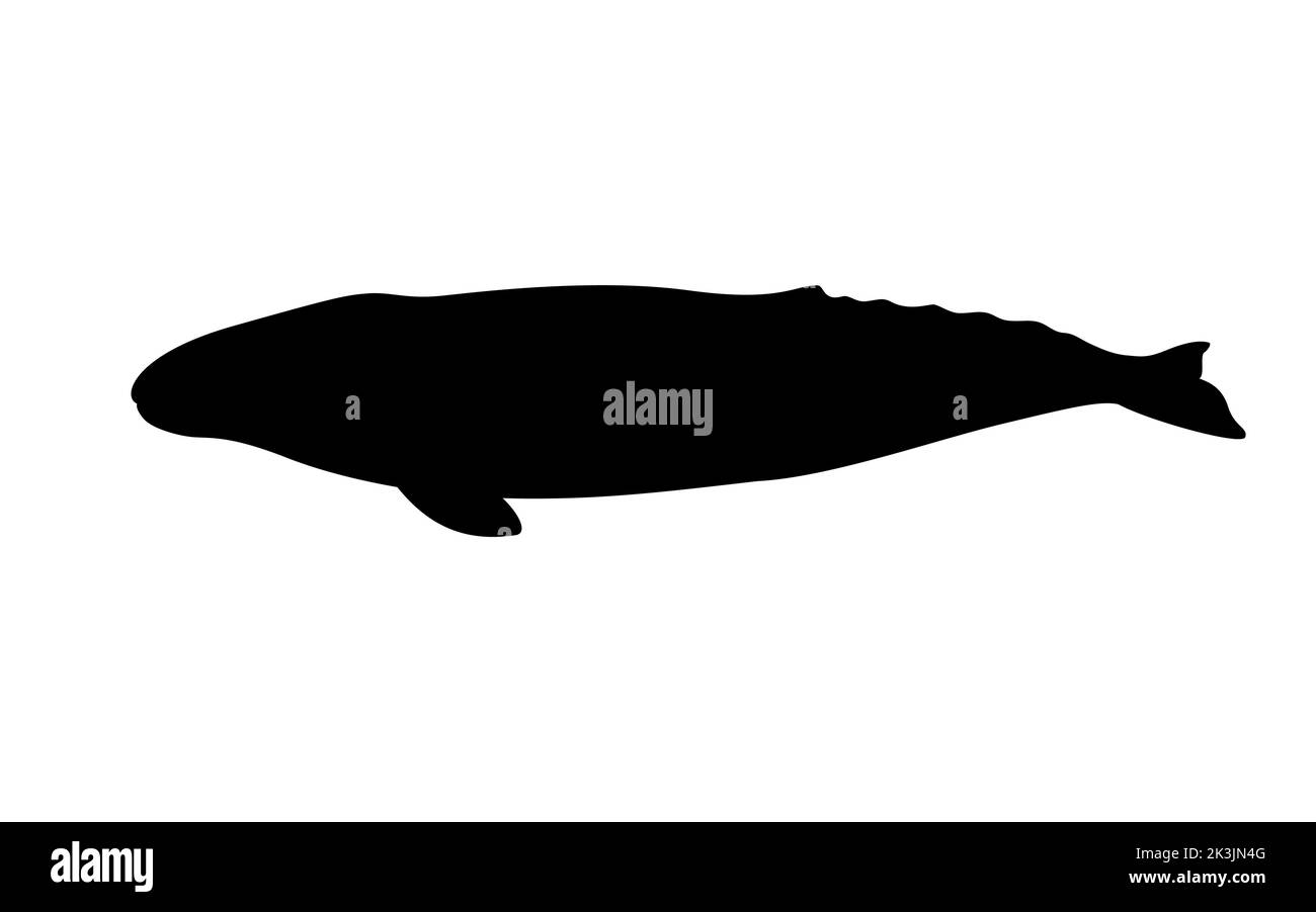 Silhouette eines grauen Wals. Vektor-Illustration schwarz Silhouette grau Wal isoliert auf weiß. Logo-Symbol, Seitenansicht. Stock Vektor