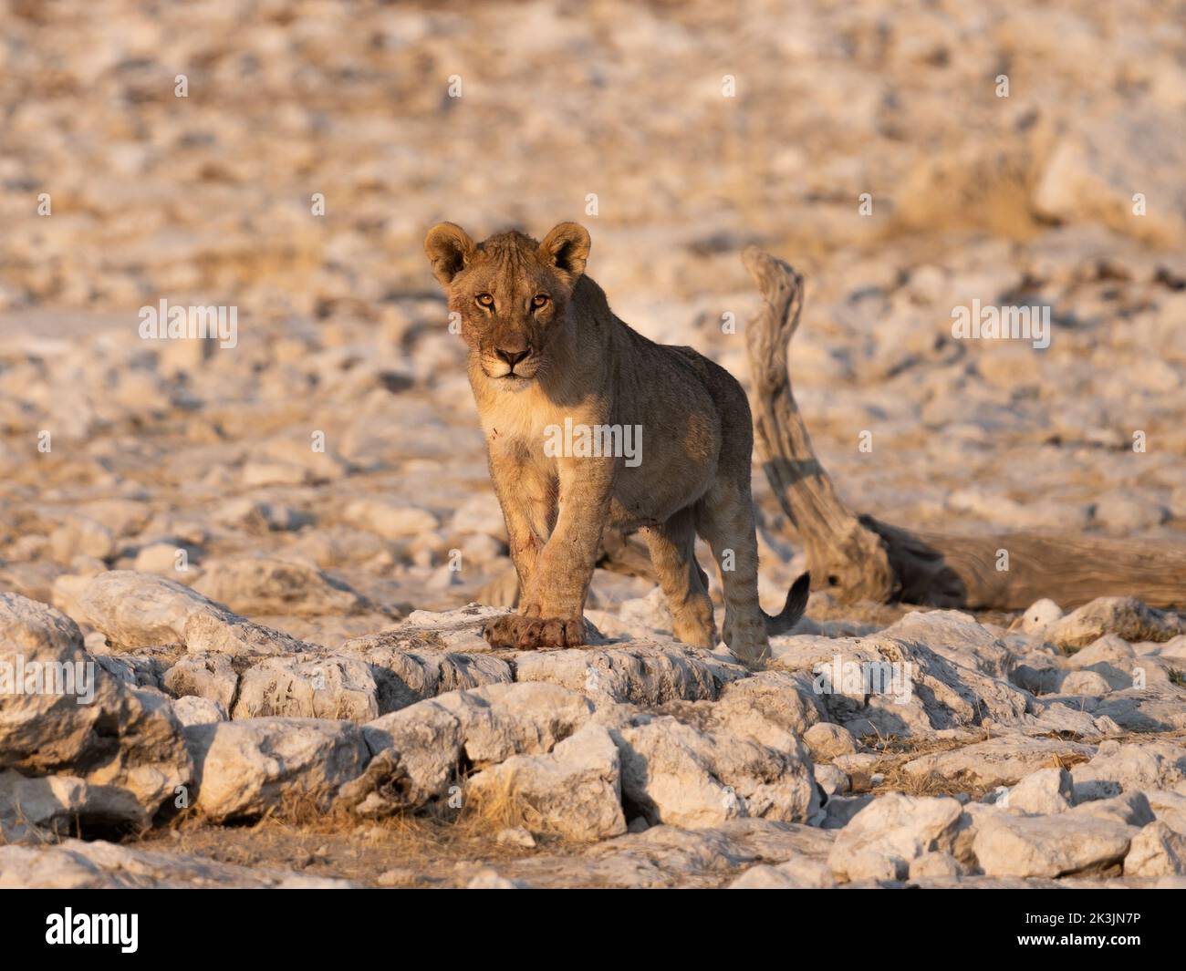 Blutiger Löwe Cub nach der Jagd und dem Essen einer Oryx-Antilope im Etosha Nationalpark, Namibia. Stockfoto