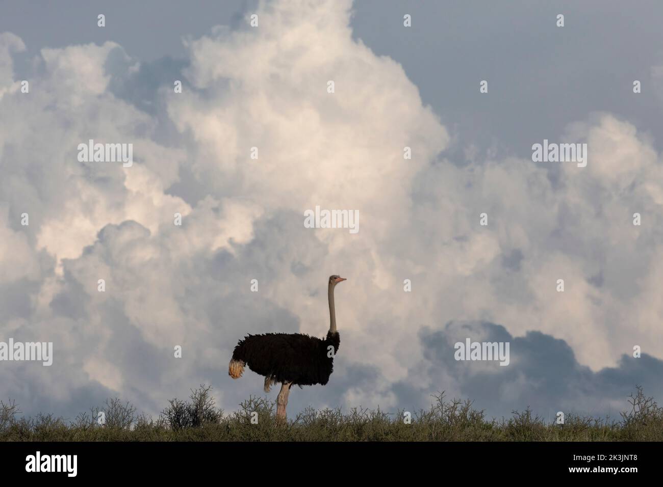 Ostrich (Struthio camelus), Kgalagadi Transfrontier Park, Südafrika, Januar 2022 Stockfoto
