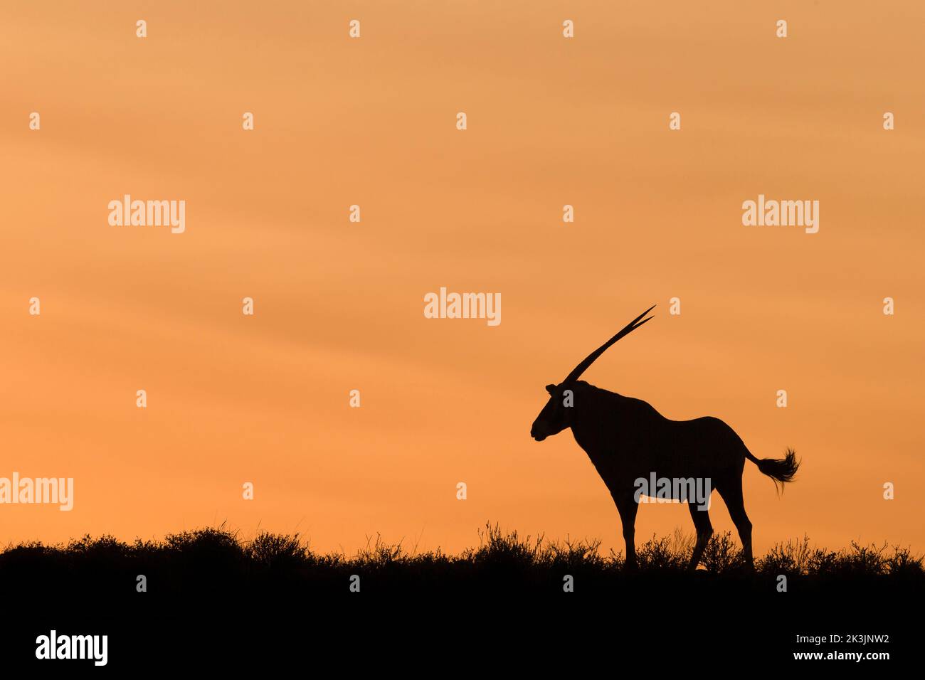 Gemsbok (Oryx gazella) bei Sonnenaufgang, Kgalagadio Transfrontier Park, Nordkap, Südafrika, Januar 2022 Stockfoto