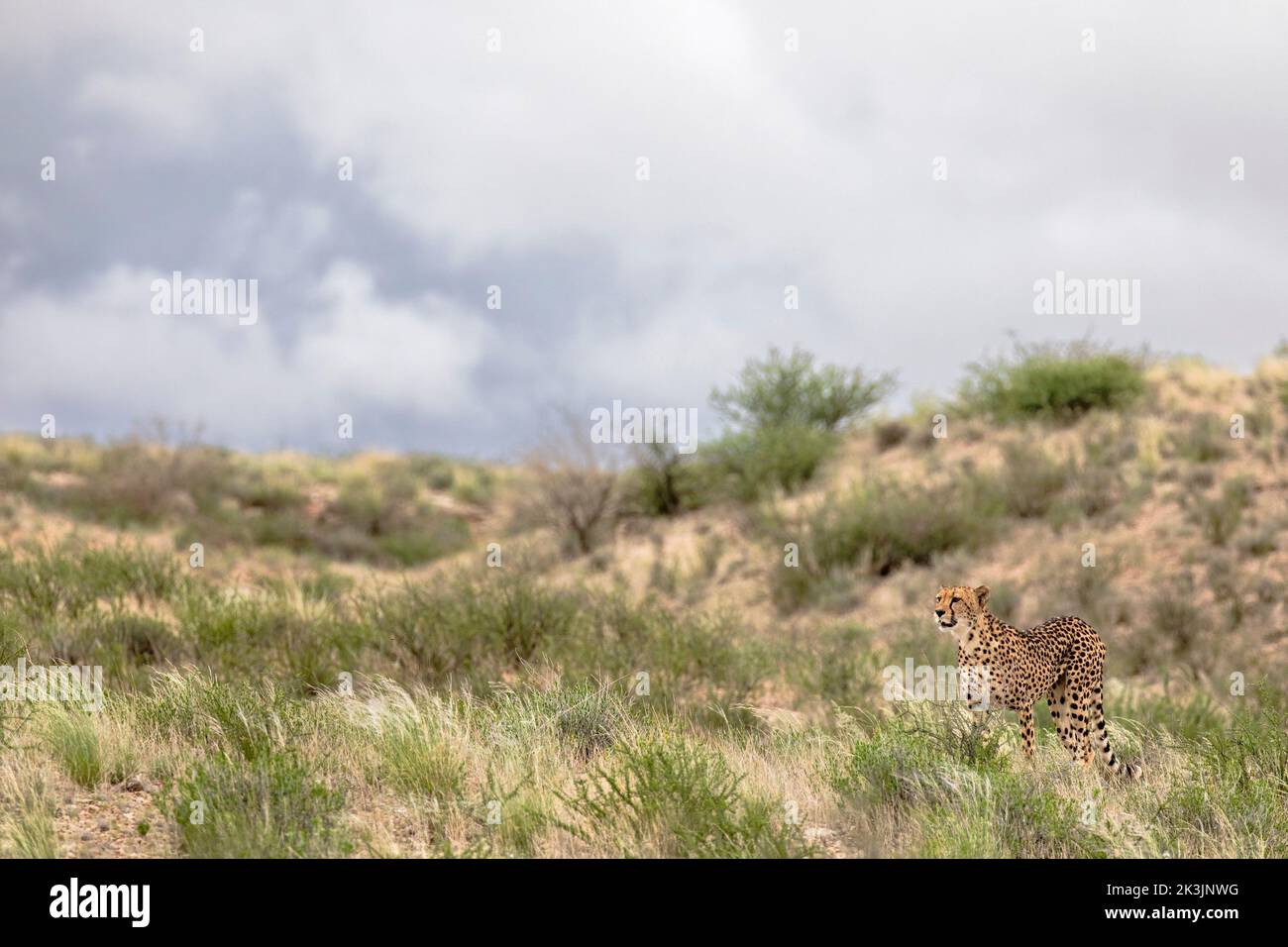 Cheetah (Acinonyx jubatus) weiblich, Kgalagadi Transfrontier Park, Nordkap, Südafrika, Februar 2022 Stockfoto