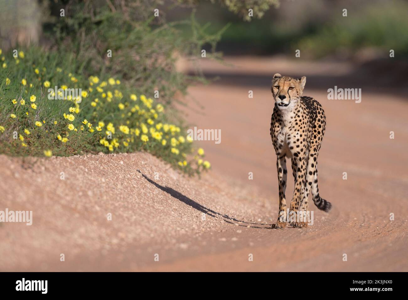 Cheetah (Acinonyx jubatus) weiblich, Kgalagadi Transfrontier Park, Nordkap, Südafrika, Februar 2022 Stockfoto