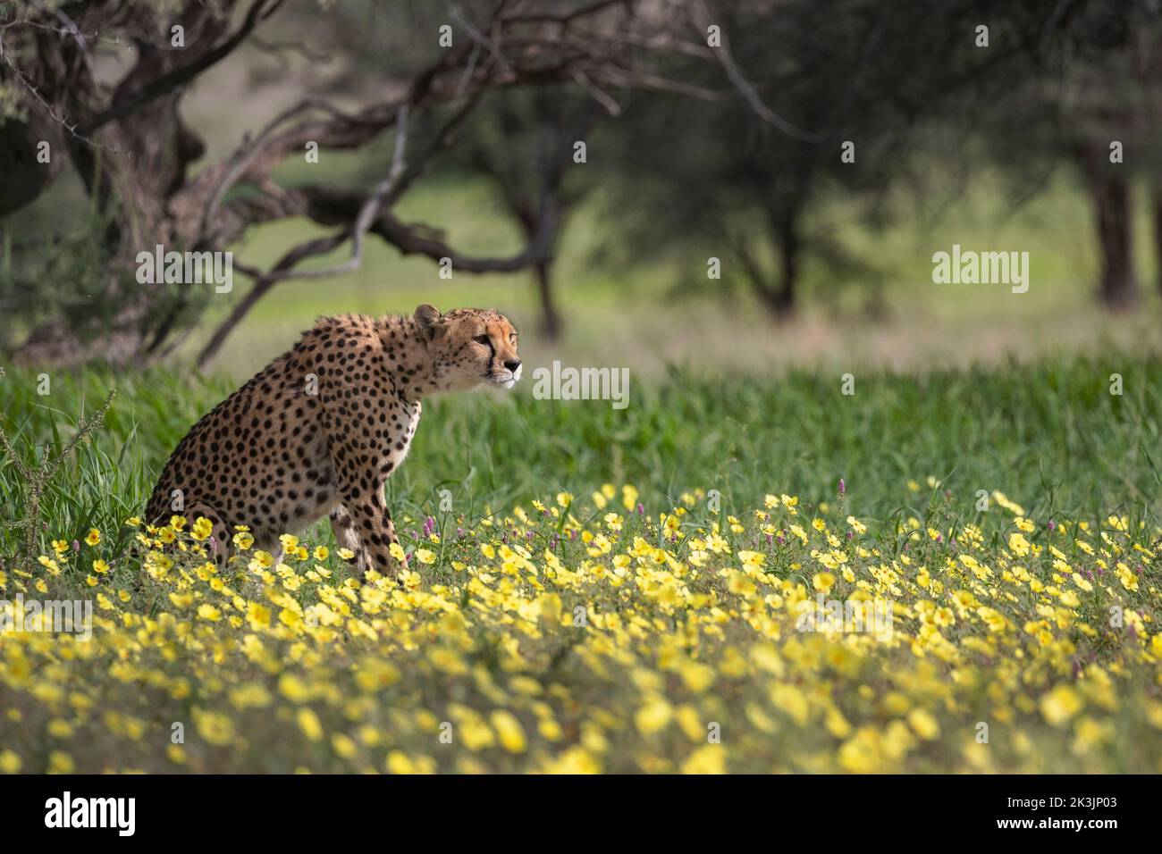 Gepard (Acinonyx jubatus) Weibchen unter Teufelsdornblumen, Kgalagadi Transfrontier Park, Nordkap, Südafrika, Februar 2022 Stockfoto