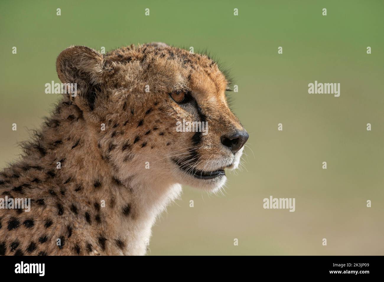 Cheetah (Acinonyx jubatus), Kgalagadi Transfrontier Park, Nordkap, Südafrika, Februar 2022 Stockfoto