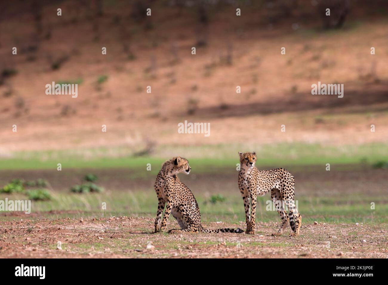 Junge Gepard (Acinonyx jubatus), Kgalagadi Transfrontier Park, Nordkap, Südafrika, Februar 2022 Stockfoto