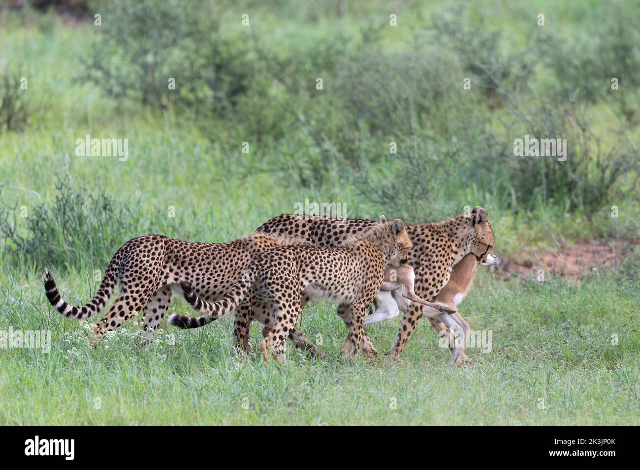 Geparden (Acinonyx jubatus) tragen Springbok Kill, Kgalagadi Transfrontier Park, Northern Cape, Südafrika Stockfoto