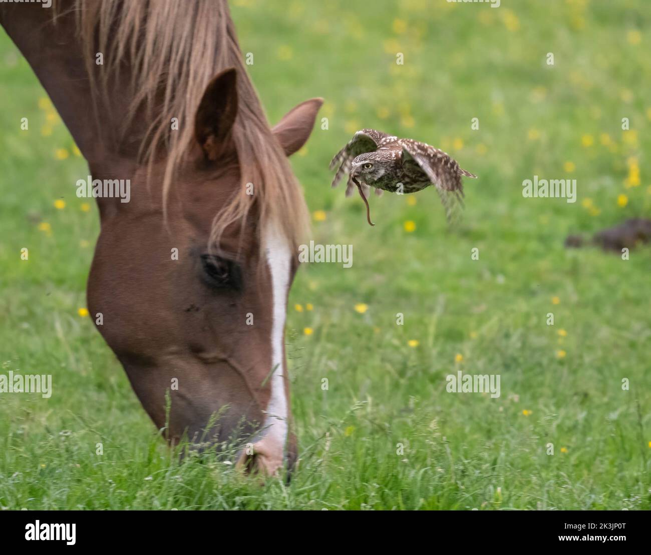 Das Pferd wurde nicht von der fliegenden Eule gestaffelt. WEST SUSSEX, GROSSBRITANNIEN. DIESE kleine, talentierte TWOOLY-Eule wurde bei einem kurzen Ausflug mit ihrer Wurmbeute unter gefangen Stockfoto