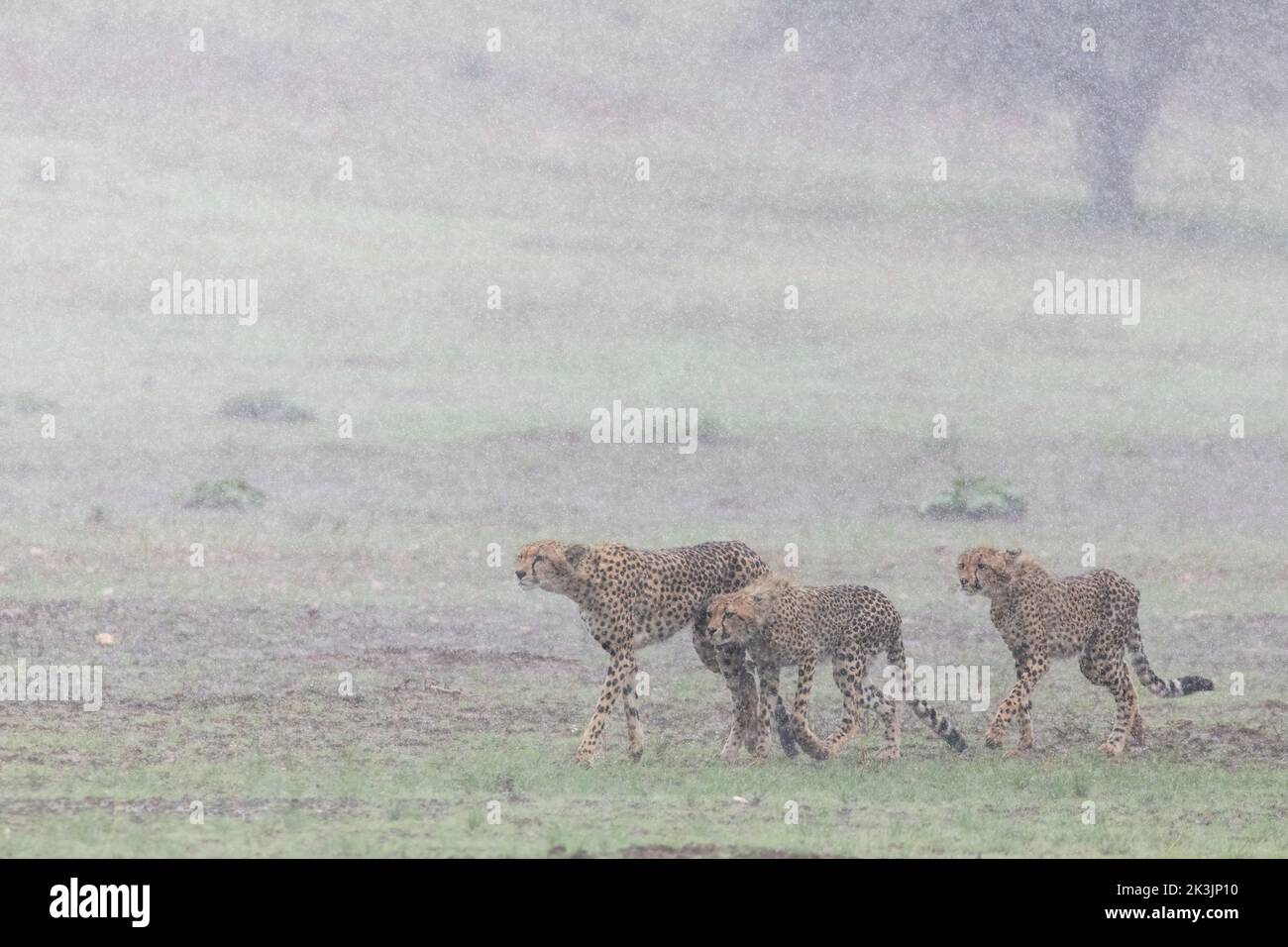 Cheetah (Acinonyx jubatus) Mutter mit Jungen im Regensturm, Kgalagadi Transfrontier Park, Nordkap, Südafrika, Februar 2022 Stockfoto