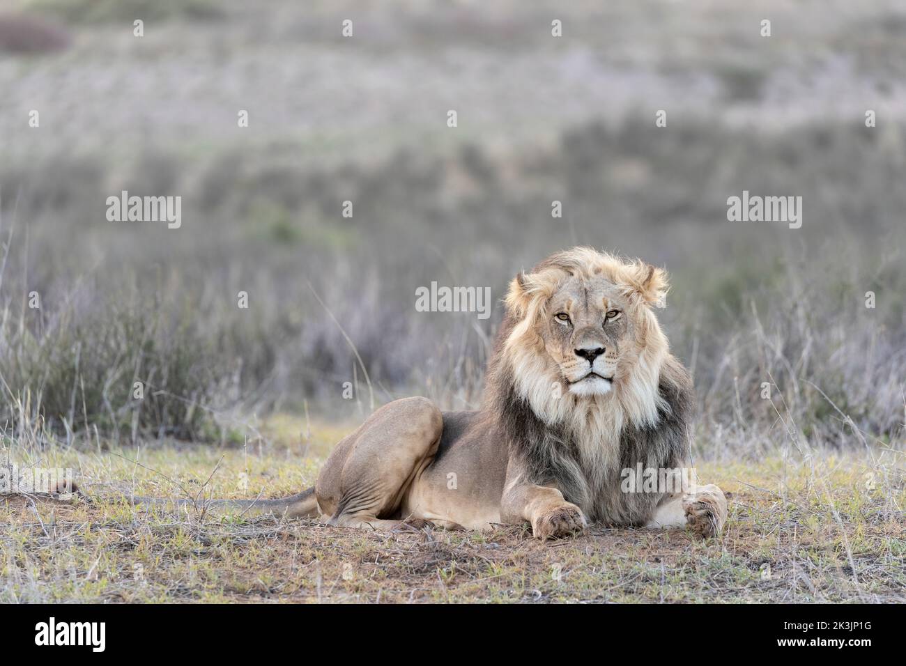 Löwe (Panthera leo), Kgalagadi Transfrontier Park, Northern Cape, Südafrika Stockfoto