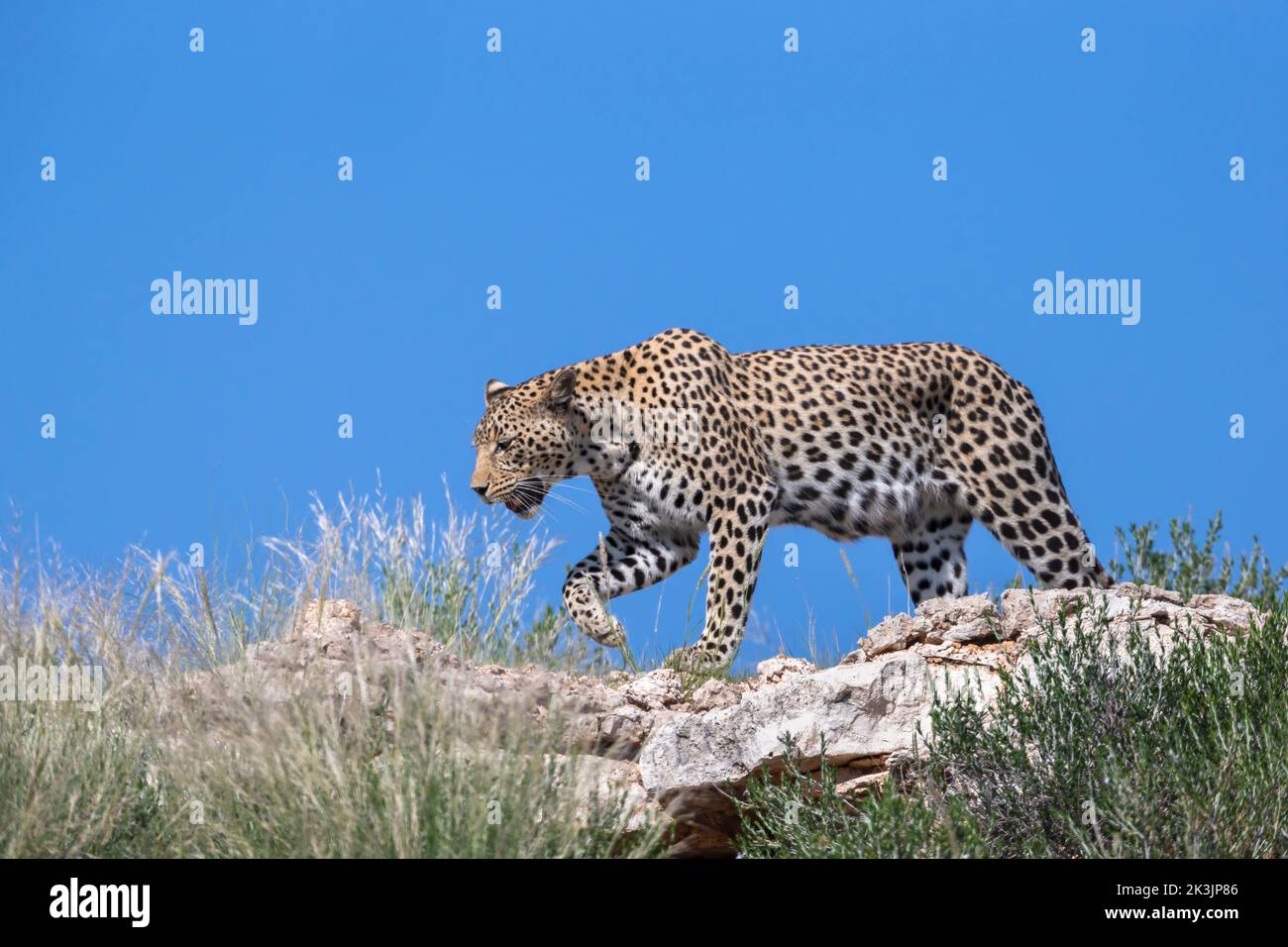 Leopardin (Panthera pardus), Kgalagadi Transfrontier Park, Südafrika, Januar 2022 Stockfoto
