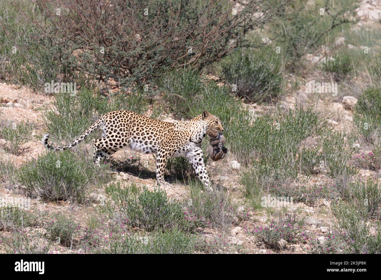 Leopardenweibchen (Panthera pardus), das das Junge in die neue Höhle trägt, Kgalagadi Transfrontier Park, Südafrika, Februar 2022 Stockfoto