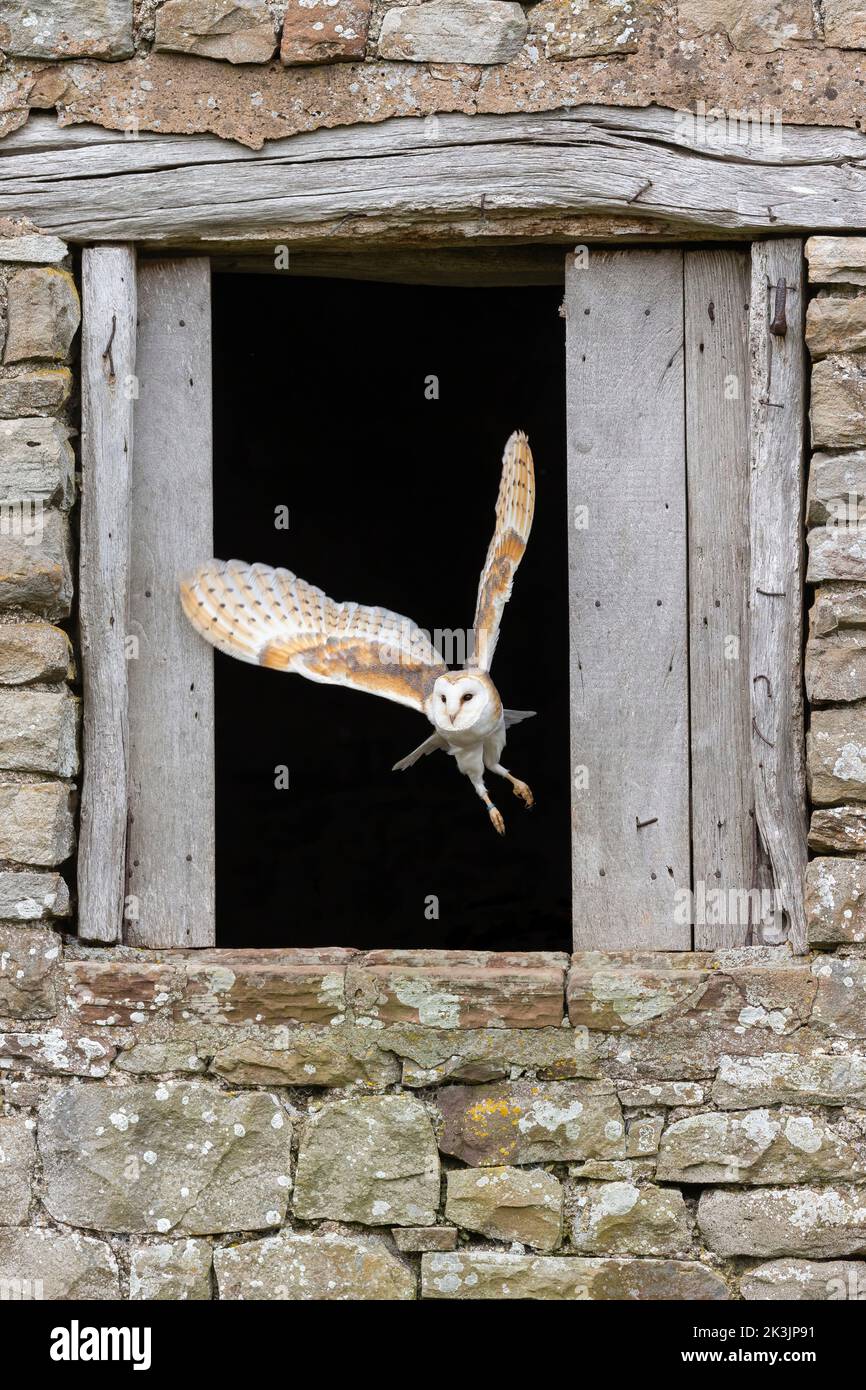 Stalleule (Tyto alba), die aus dem Stall fliegt, kontrolliert, Cumbria, Großbritannien Stockfoto
