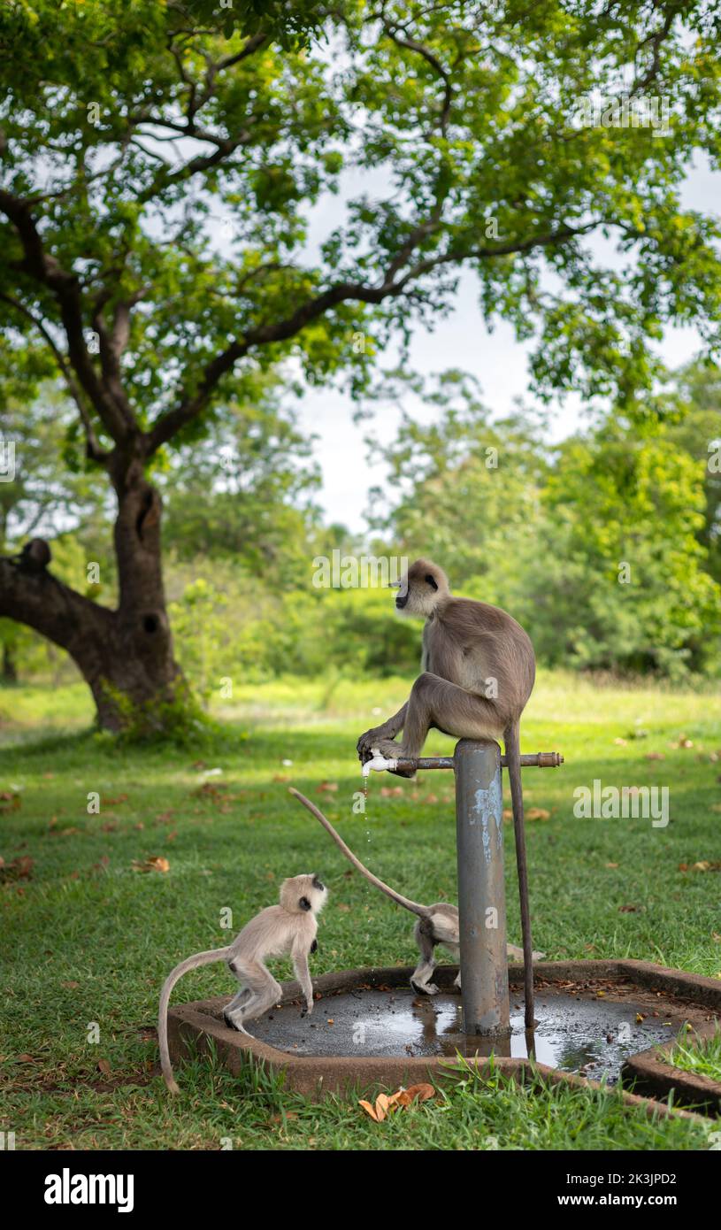 Clever getuftete graue Langur und die Babys, durstige junge Affen, die aus dem Wasserhahn trinken. Stockfoto