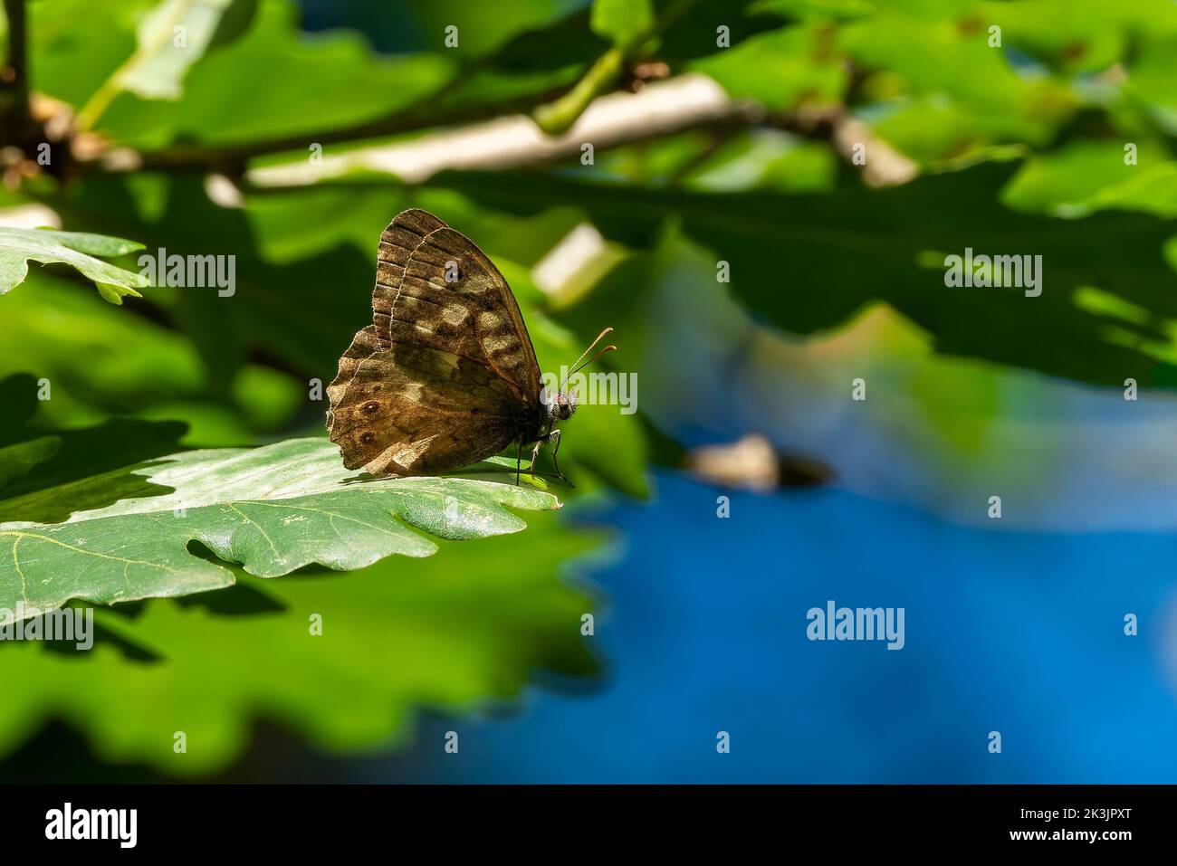 Gesprenkelter Holzschmetterling (Pararge aegeria), der die Unterseite seiner Flügel zeigt, während er auf einem Sommerblatt ruht, Stockfoto Stockfoto