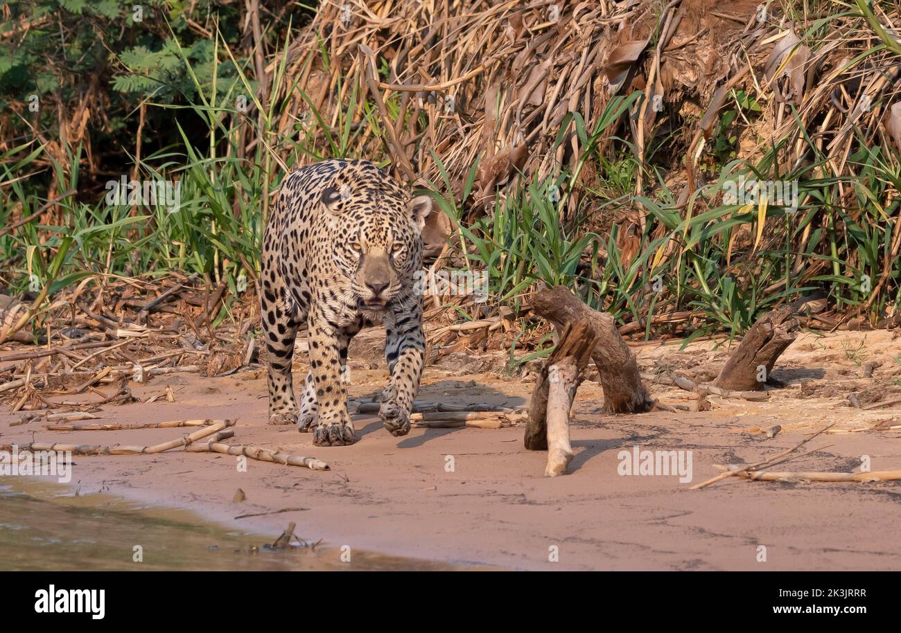 Obwohl es sich um gewaltige Raubtiere handelt, greifen Jaguare selten Menschen an. PANATAL, BRASILIEN. DIESES PAAR von Jaguaren hat bewiesen, dass sie die Meister des Versteckens sind Stockfoto