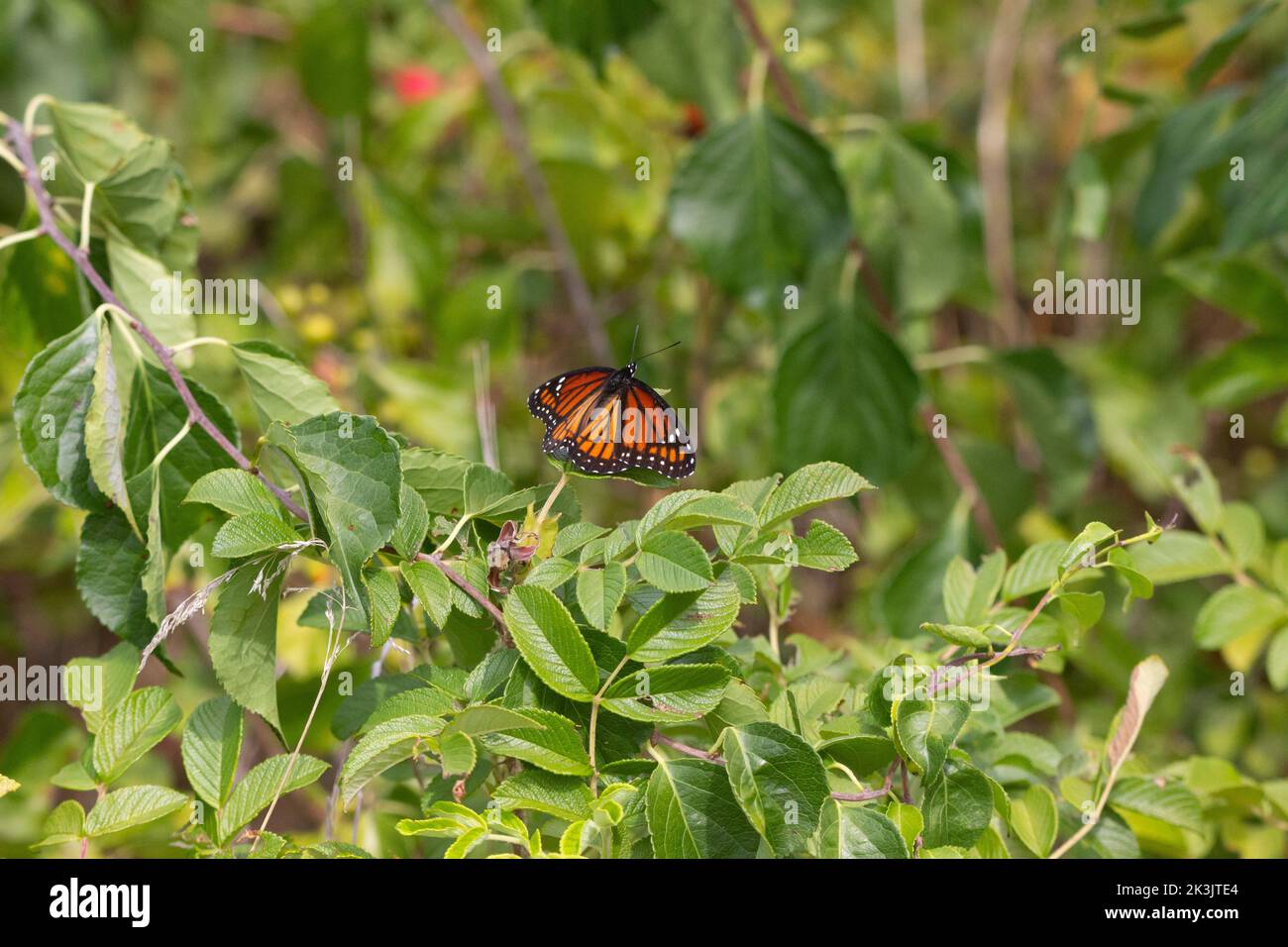 Natur aus Jamaica Bay Wildlife Refuge. Die Bilder zeigen Vögel und Insekten der Gegend im Sommer 2022. Stockfoto