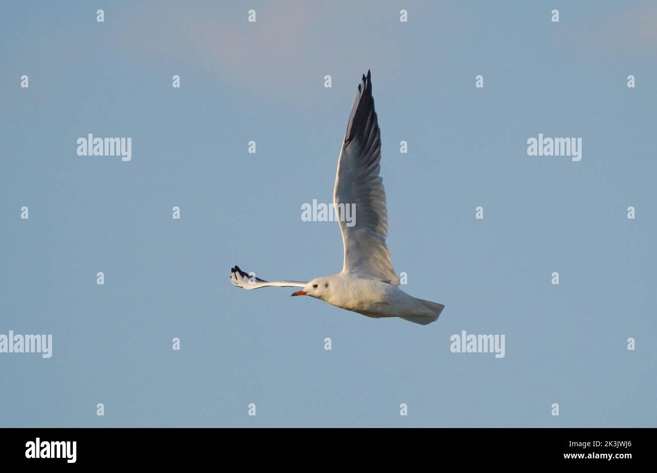 Schwarzkopfmöwe (Chroicocephalus ridibundus) im Flug, fliegende Möwe, Andalusien, Spanien. Stockfoto