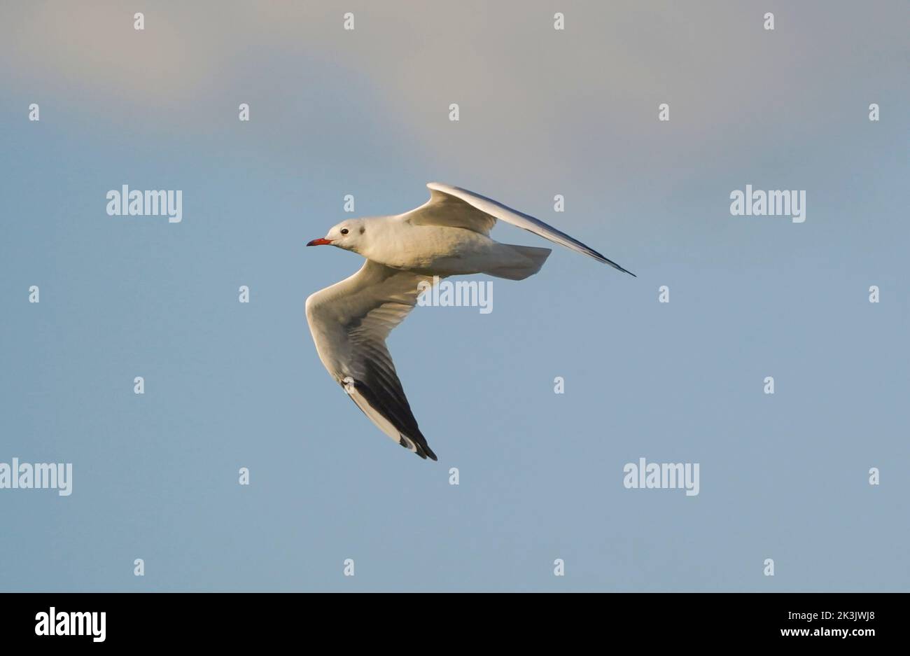 Schwarzkopfmöwe (Chroicocephalus ridibundus) im Flug, fliegende Möwe, Andalusien, Spanien. Stockfoto