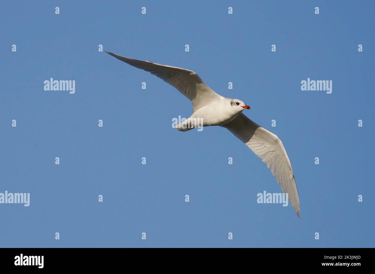 Mittelmeermöwe (Ichthyaetus melanocephalus) im Flug, Andalusien, Spanien. Stockfoto