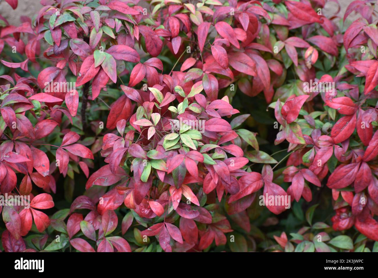 Pflanze des himmlischen Bambus (Nandina Domestica). Viele schne rote und  grne Buschpflanzenbltter. Auch bekannt als heiliger Bambus. Bunte Pflanze  aus der Nhe. Minimalistischer Hintergrund . Berberidaceae Familie  Stockfotografie - Alamy