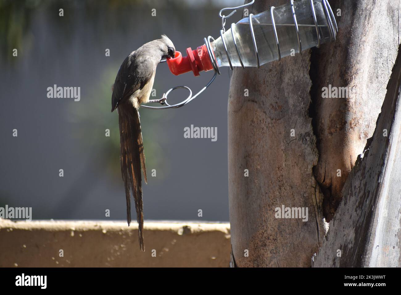 Gesprenkelte Mausvögel (Colius striatus), die Zuckerwasser (Nektar) aus einem Vogelfutterhäuschen in Südafrika trinken. Teil der Coliidae-Familie. Coliiformes Stockfoto