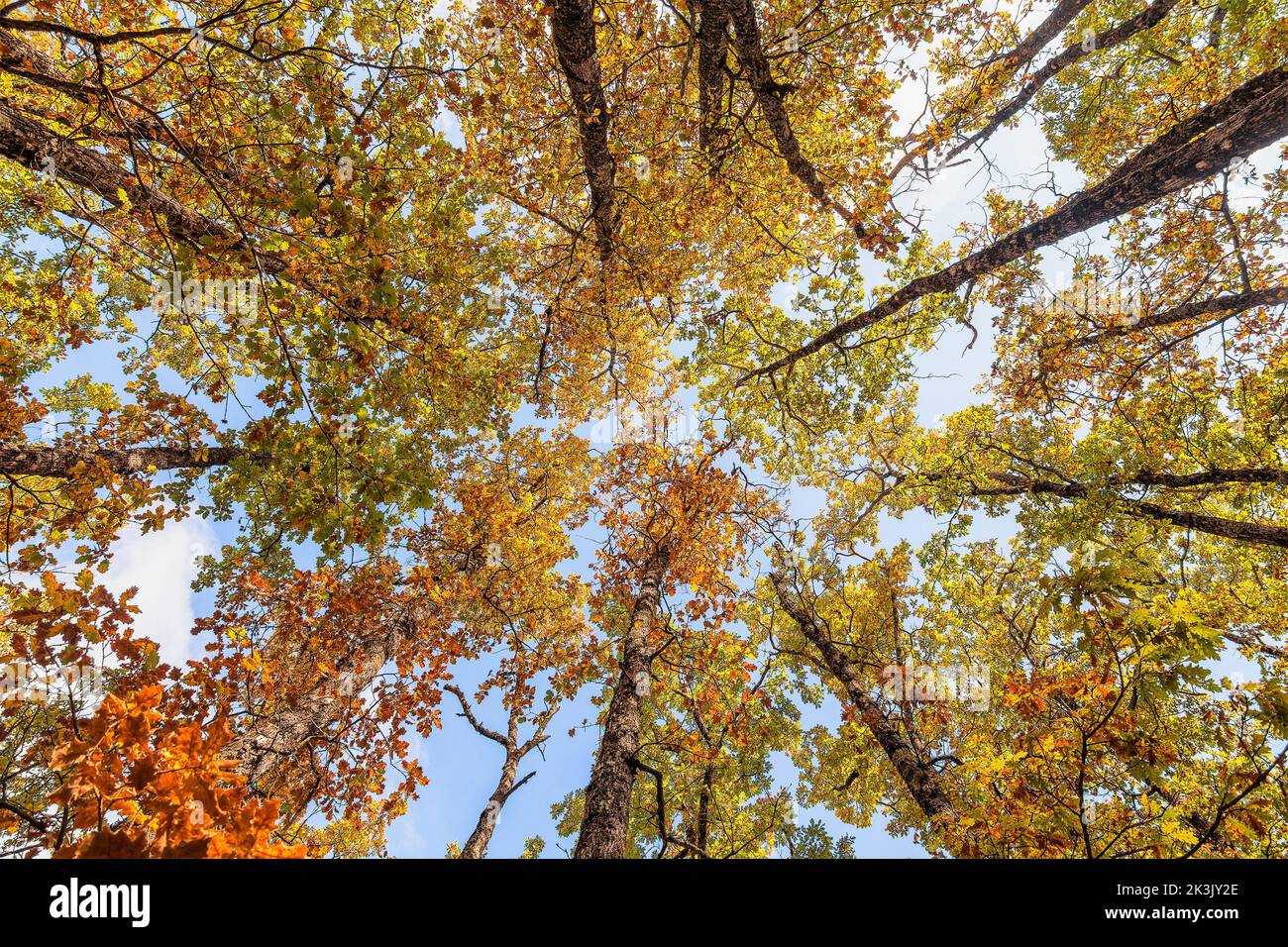 Low-Angle-Ansicht der Herbst bunte Baumblätter in Südfrankreich Stockfoto