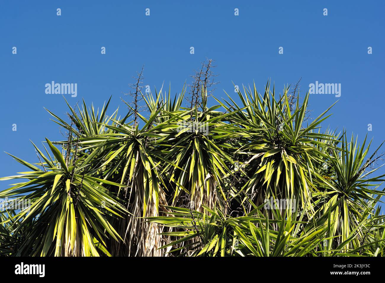 Landschaftlich schöner Blick auf Yucca-Blätter gegen den sommerlichen klaren Himmel in Südfrankreich Stockfoto