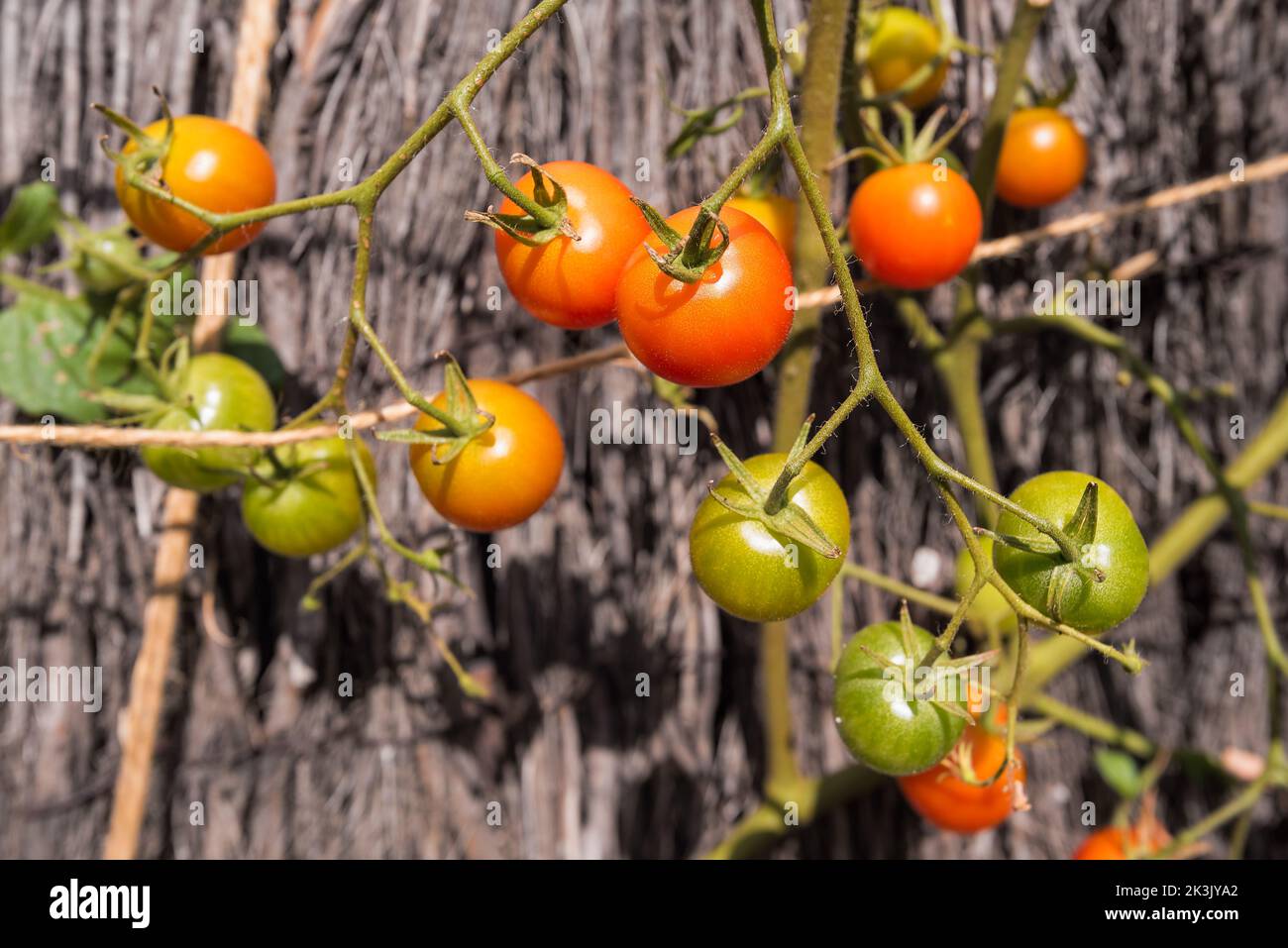 Nahaufnahme von Bio-Tomaten aus eigenem Anbau in meinem Garten in Südfrankreich Stockfoto