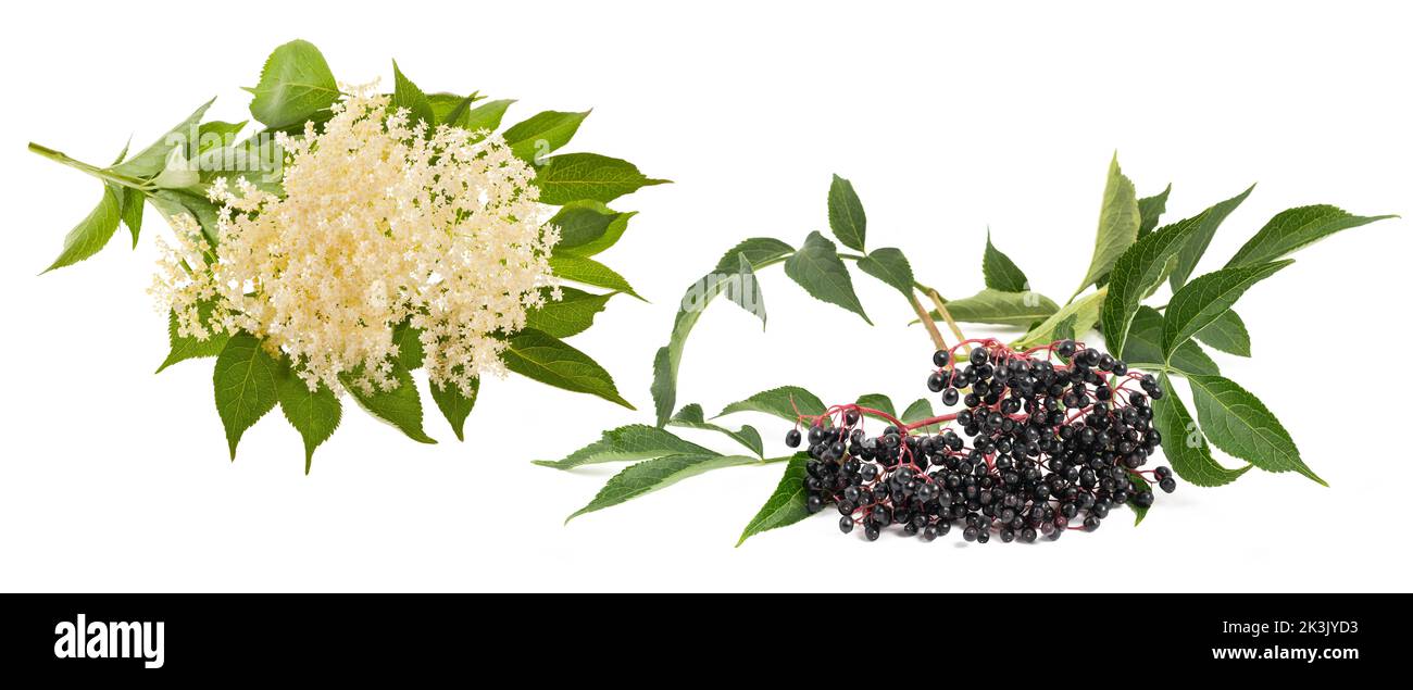 Holunderbeerzweig mit Beeren und Blüten isoliert auf weißem Hintergrund Stockfoto