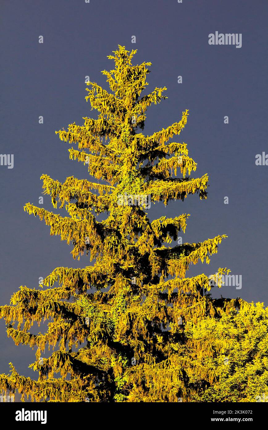 Eine naturalisierte Norwegenfichte in den Pocono-Bergen von Pennsylvania in einer späteren Nachmittagssonne. Stockfoto