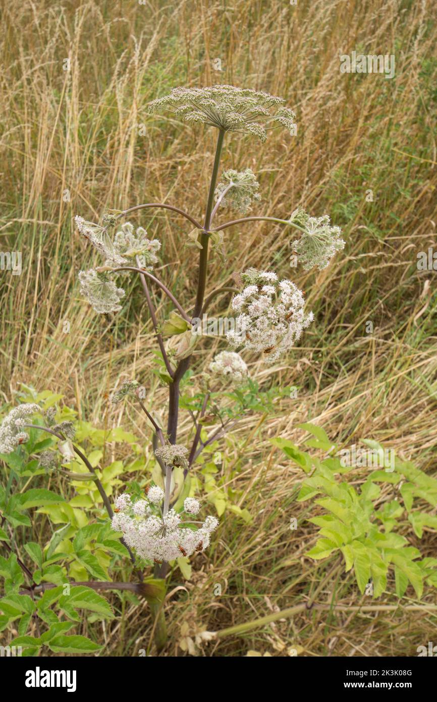 Wild Angelica, Angelica sylvestris, Blumen und Blätter, Wildkraut Stockfoto