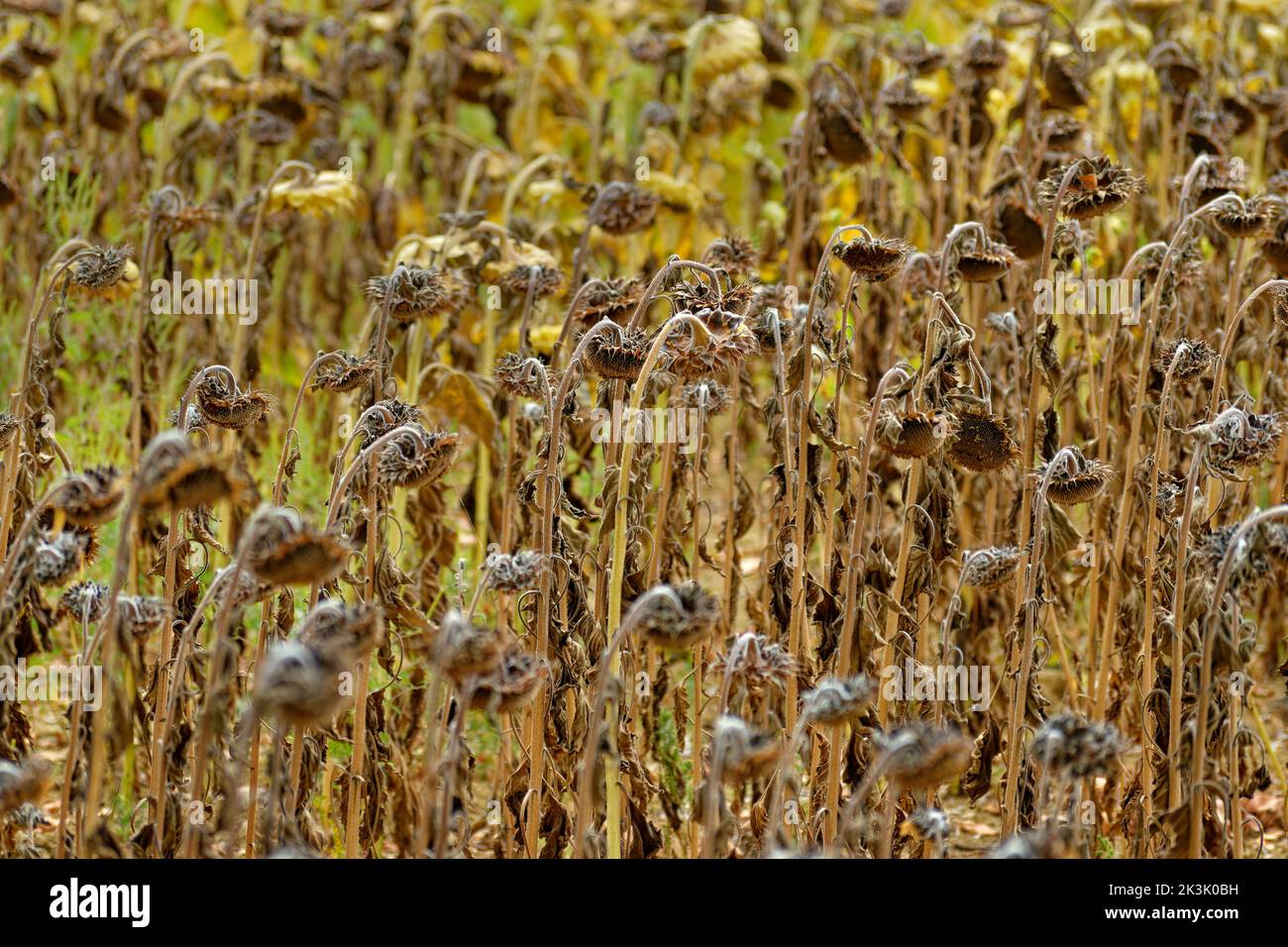 Ausfall der Sonnenblumenernte.aufgrund von Dürre. Stockfoto