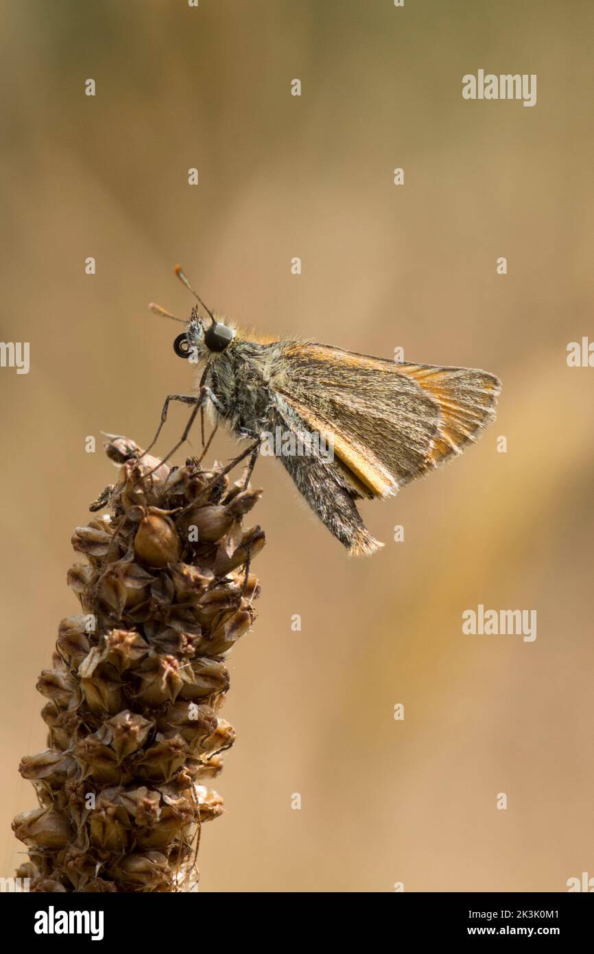 Kleiner Skipper, Schmetterling, Thymelicus sylvestris, auf Graskernkopf ruhend, Sussex, Großbritannien, Juli Stockfoto