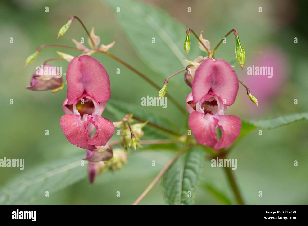 Himalaya-Balsam, Indian Balsam, Impatiens glandulifera, Nahaufnahme von zwei Blüten, invasive Pflanze am Ufer des Flusses Rother, Midhurst, Sussex, Juli Stockfoto