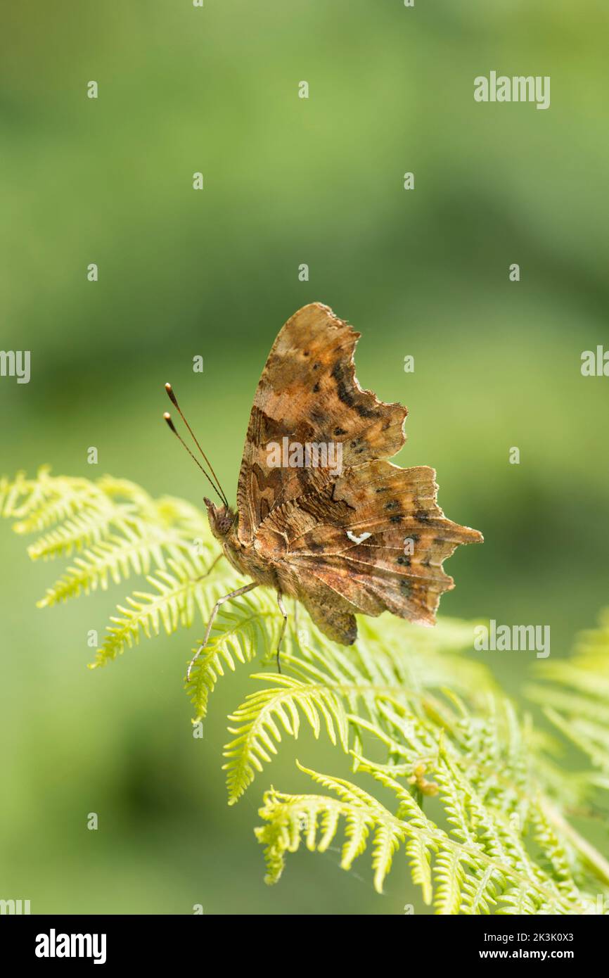 Comma Butterfly, Polygonia c-Album, Flügel im Profil geschlossen, ruht auf Bracken Frond, Juli Stockfoto
